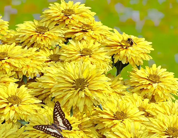 Butterfly over flower