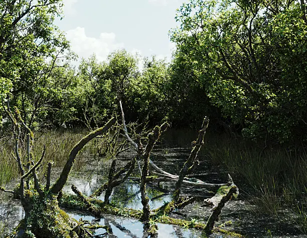 wetland