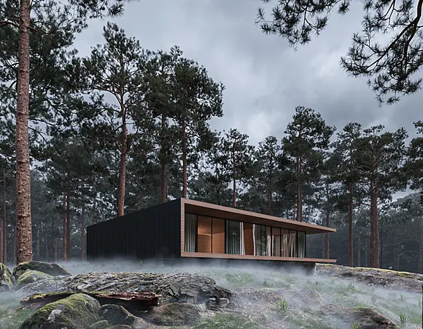 Forest with fog