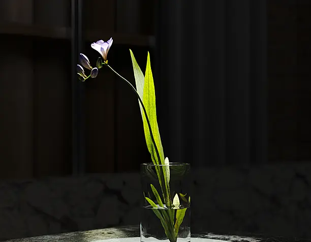 interior -  3D design