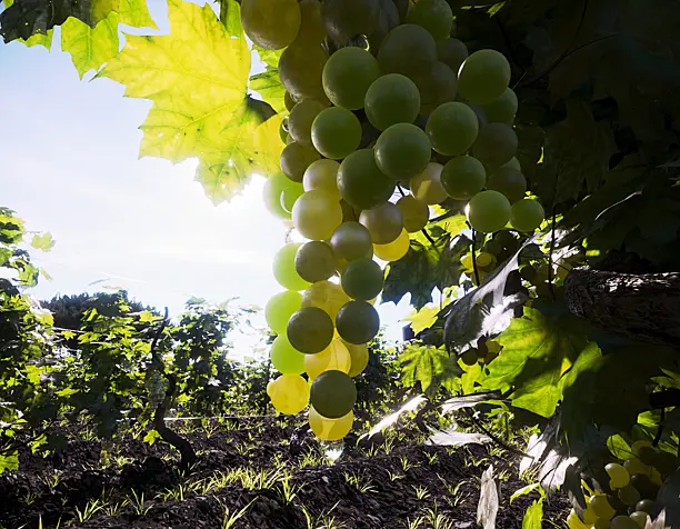Vines for modern households