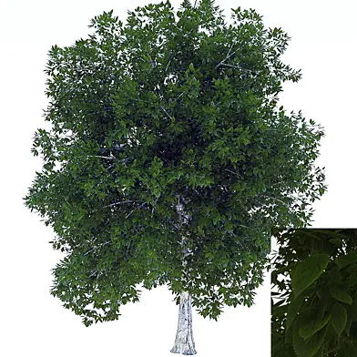 tree summer