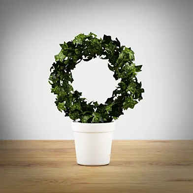 Ivy pot