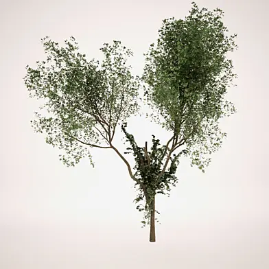 Tree_2