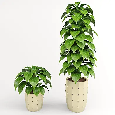 plant