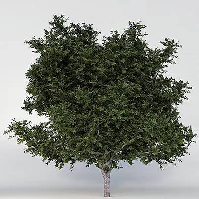 PECAN TREE