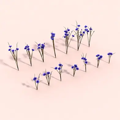 Cornflower, Васильки.