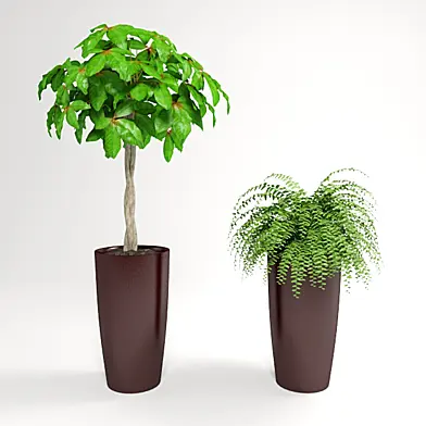 plant