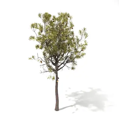 Pinus halepensis