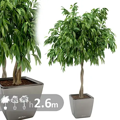 Фикус Али косичка / Ficus binnendijkii