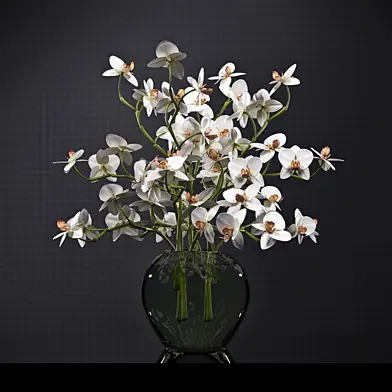 ORCHID