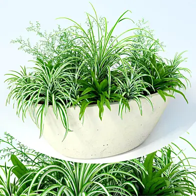 Композиция из растений хлорофитум / chlorophitum