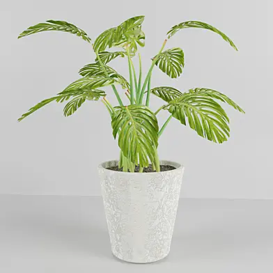 Monstera