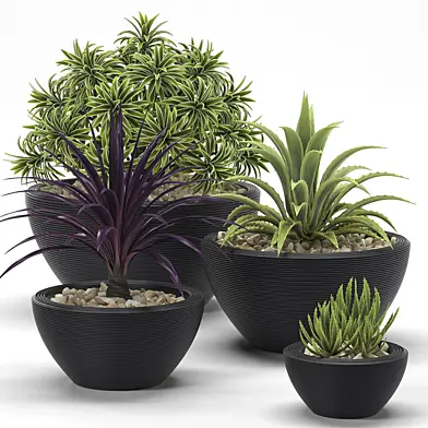 PLANTS 17