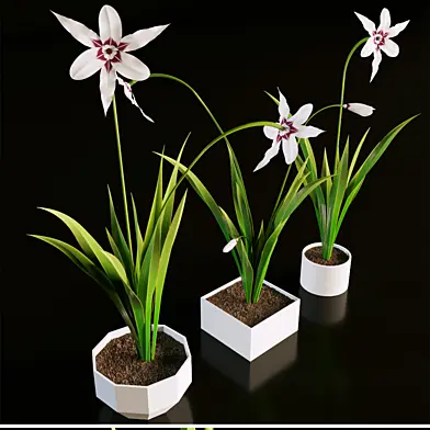 Acidanthera