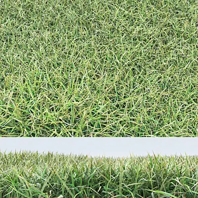 grass