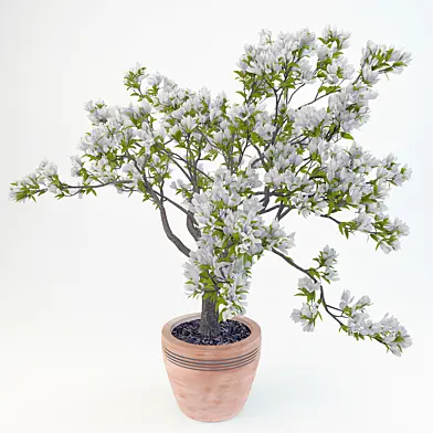 Magnolia Soulangeana
