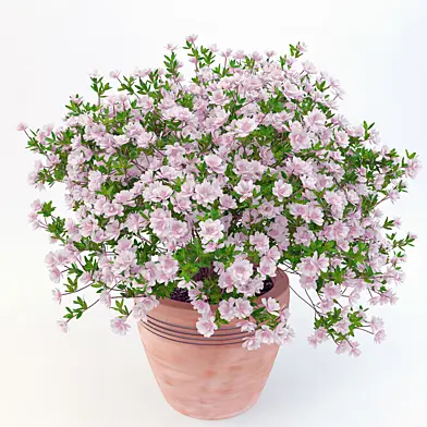 potted plant Azalea_001