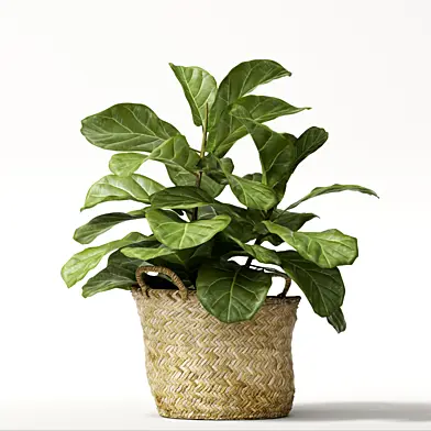 ficus lyrata №2