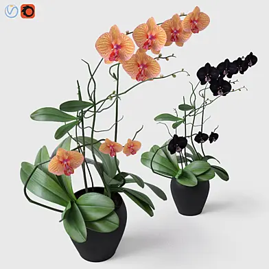 Орхидея / Orchid