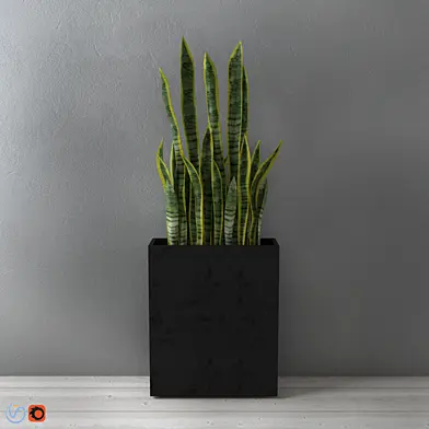 Сансевиерия / Sansevieria trifasciata