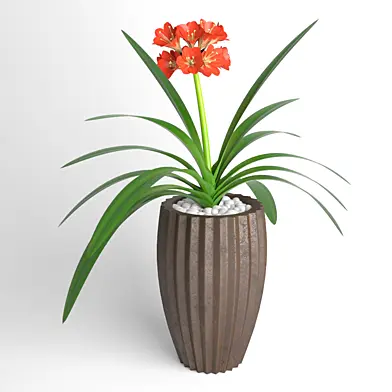 Clivia