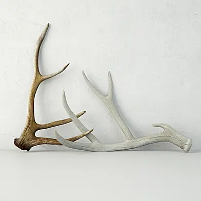 Deer Antlers