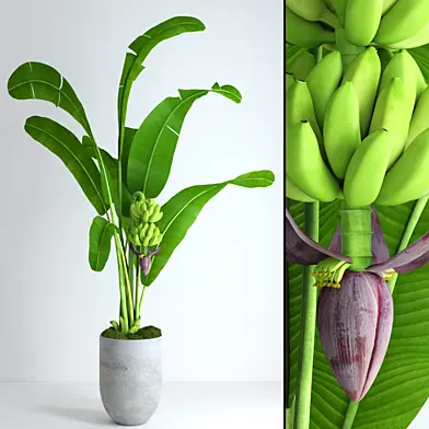 Banana tree with moss