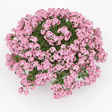 Azalea