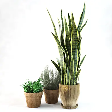 Sansevieria +