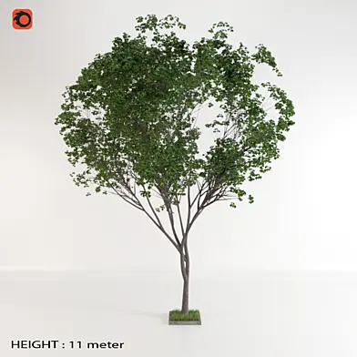 trees