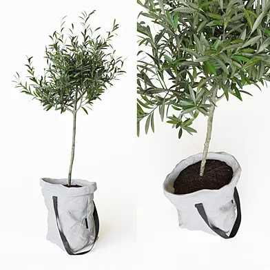 Olive tree in bag