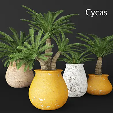 Cycas collection, цветок, горшок, вазон, уличный, экзотический, цикас