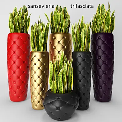 Sansevieria trifasciata, Сансевиерия, luxury, золотой, люкс, горшок, цветок, вазон, интерьерный