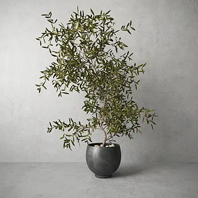 Houseplant
