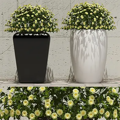 Flowers in pots 1