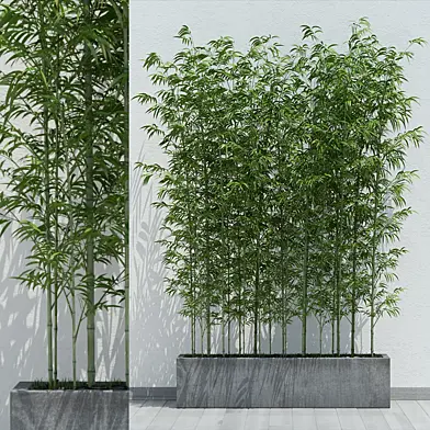 Bamboo 2