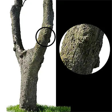 Tree trunks textures
