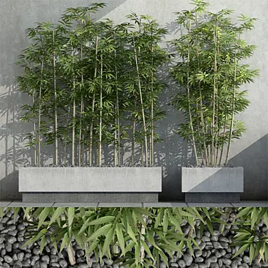 Bamboo 3