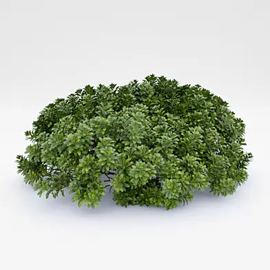 Pittosporum tobira