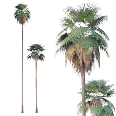 Palm Tree - Washingtonia robusta