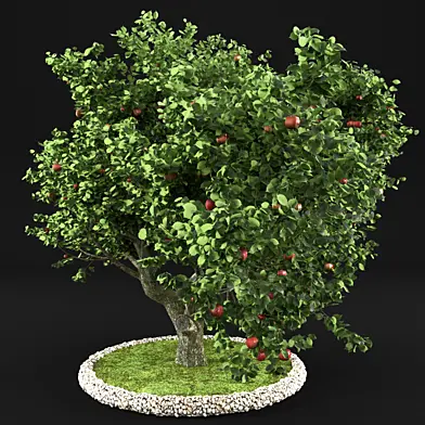 Apple Tree
