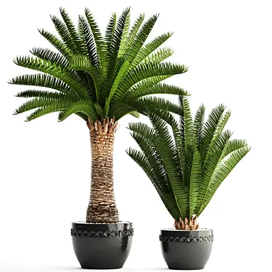 Коллекция растений 69. Phoenix canariensis, Финик канарский, Финиковая пальма, уличный горшок, вазон, финик