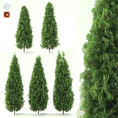 Thuja