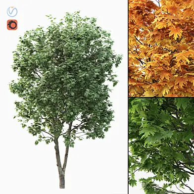 Acer