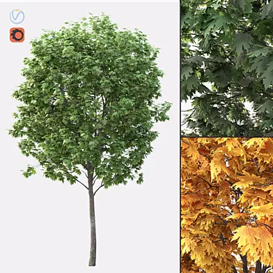 Acer