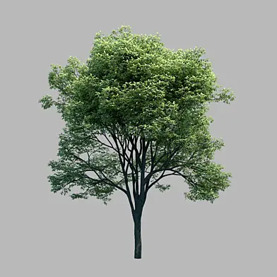 tree