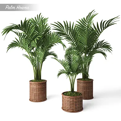 Palm Howea