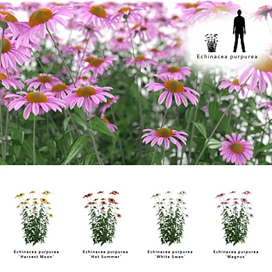 Эхинацея пурпурная куст | Echinacea purpurea