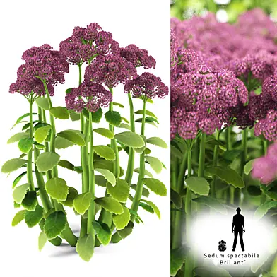 Очиток видный | Sedum spectabile `Brillant`